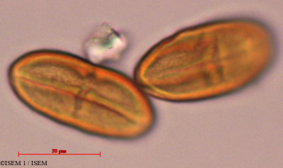 ISEM 1/Hieronyma_asperifolia_29314/Hieronyma_asperifolia_29314_0001(copy)_thumb.jpg